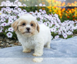 Puppy Kaden ShihPoo