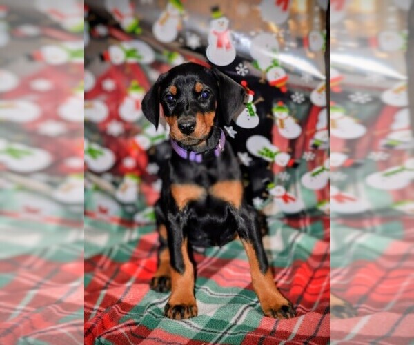 Medium Photo #6 Doberman Pinscher Puppy For Sale in CHICKASHA, OK, USA