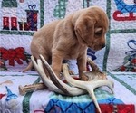 Small Photo #49 Labrador Retriever Puppy For Sale in BUFFALO, NY, USA