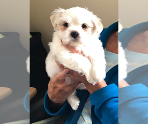 Mal-Shi Puppy for sale in SPARTA, MI, USA