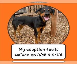 Doberman Pinscher Dogs for adoption in Santa Cruz, CA, USA