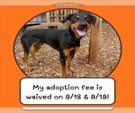 Small Doberman Pinscher