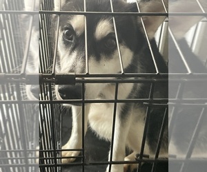 Siberian Husky Dogs for adoption in OAKWOOD, GA, USA