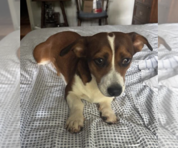 Medium Photo #4 Doxle Puppy For Sale in Decatur, GA, USA