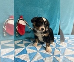 Small Photo #3 Australian Shepherd Puppy For Sale in CENTER, KY, USA