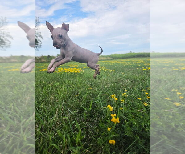 Medium Photo #5 American Hairless Terrier Puppy For Sale in MEDFORD, MA, USA