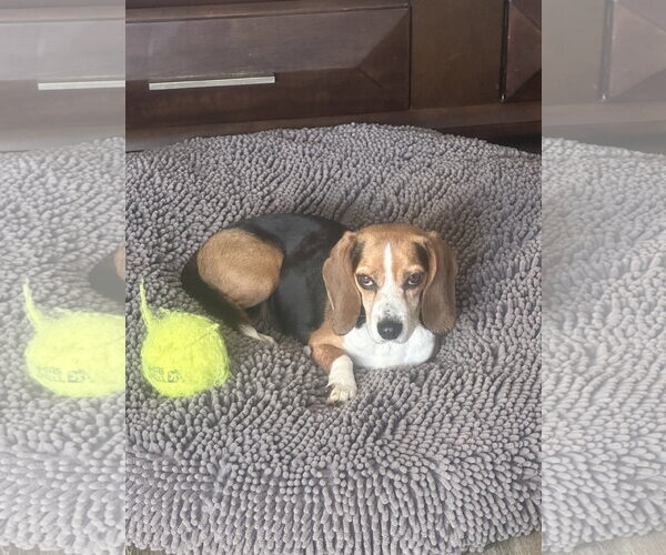 Medium Photo #7 Beagle Puppy For Sale in Mouth Of Wilson, VA, USA