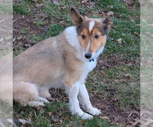 Medium Photo #2 Mutt Puppy For Sale in Dublin, OH, USA