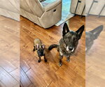 Small #2 Mutt