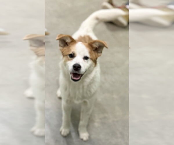 Medium Photo #2 Saint Bernard-Unknown Mix Puppy For Sale in Elmsford, NY, USA