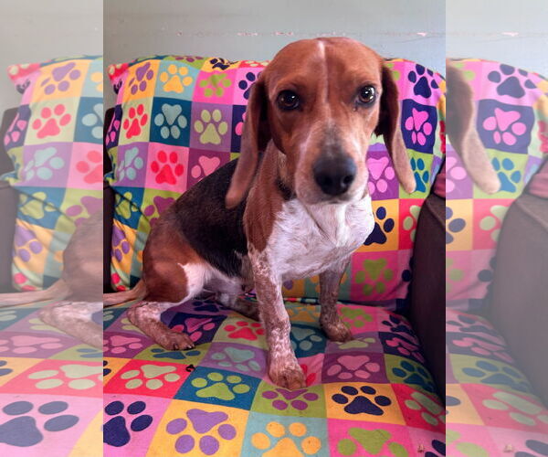 Medium Photo #1 Beagle Puppy For Sale in Pacolet, SC, USA