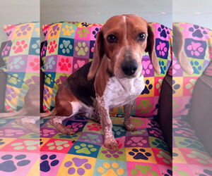 Beagle Dogs for adoption in Pacolet, SC, USA