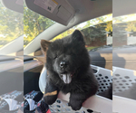 Small Photo #3 Chow Chow Puppy For Sale in PARK FOREST, IL, USA