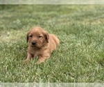Small #11 Golden Retriever