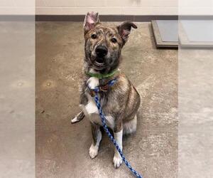 Dutch Shepherd -Unknown Mix Dogs for adoption in Waterford, VA, USA