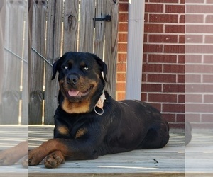 Mother of the Rottweiler puppies born on 02/04/2026
