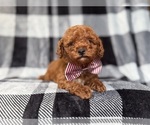 Small #7 Goldendoodle (Miniature)
