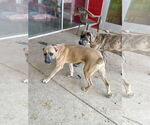 Small #2 Mutt