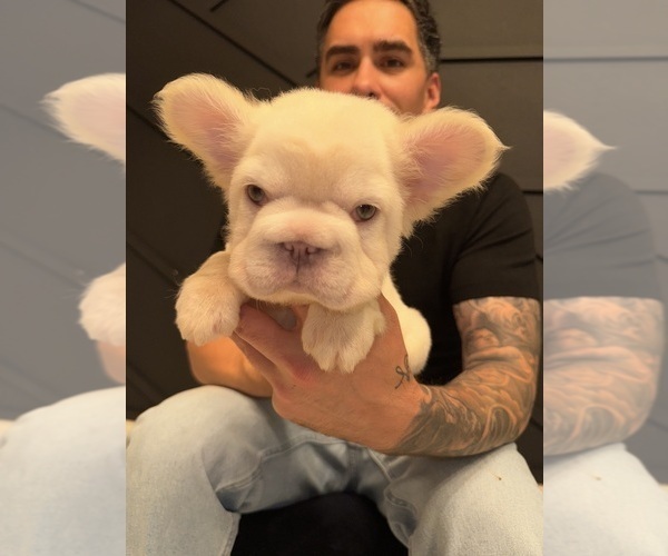 Medium Photo #3 French Bulldog Puppy For Sale in SAN DIEGO, CA, USA