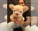 Small #2 French Bulldog