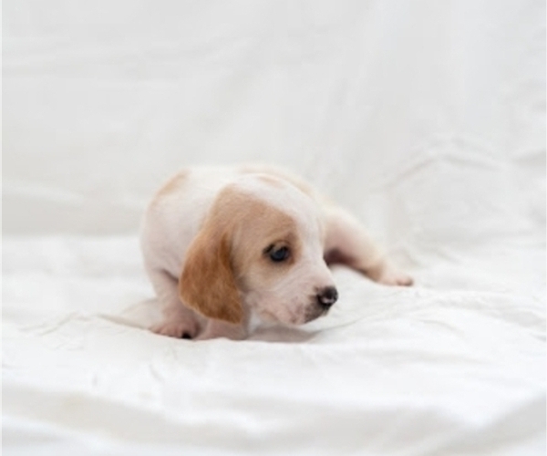Medium Photo #5 Basset Hound Puppy For Sale in BUENA PARK, CA, USA