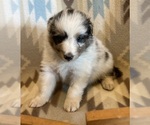 Small #2 Shetland Sheepdog