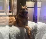 Small Photo #1 German Shepherd Dog Puppy For Sale in BRISTOL, CT, USA