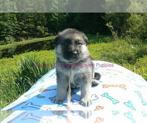 German Shepherd Dog Puppy for sale in PIEDMONT, MO, USA