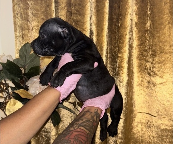 Medium Photo #45 American Bully Puppy For Sale in SEVERN, MD, USA