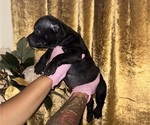 Small #5 American Bully