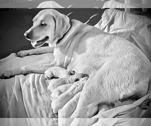 Medium Photo #12 Labrador Retriever Puppy For Sale in WILDWOOD, FL, USA