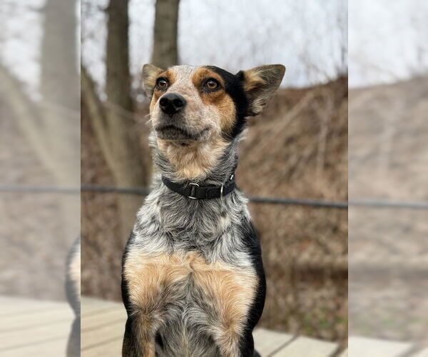 Medium Photo #3 Mutt Puppy For Sale in Elmsford, NY, USA