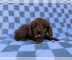 Small #7 Cavapoo (Miniature)