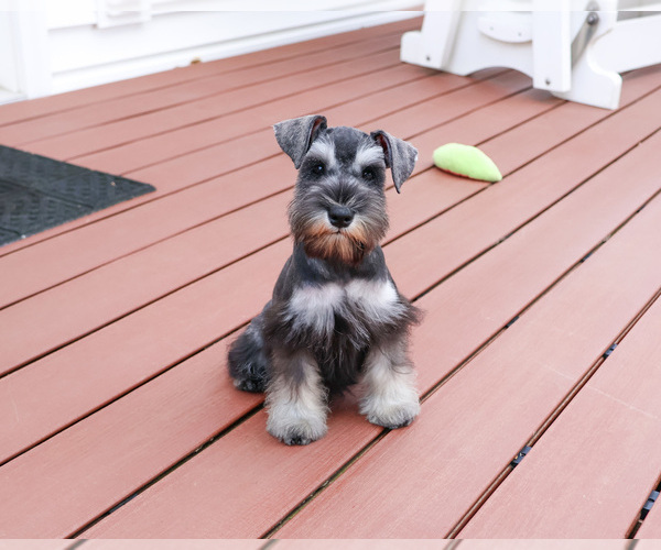 Medium Photo #4 Schnauzer (Miniature) Puppy For Sale in SYRACUSE, IN, USA