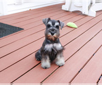 Small #3 Schnauzer (Miniature)