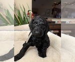Small Photo #2 Goldendoodle Puppy For Sale in GARNET VALLEY, PA, USA