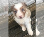 Small Photo #8 Australian Shepherd Puppy For Sale in ARBA, IN, USA