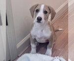 Small #3 Beagle Mix