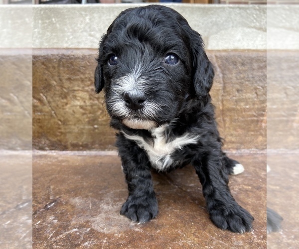 Medium Photo #4 Bernedoodle Puppy For Sale in AM FORK, UT, USA