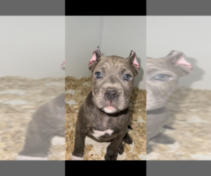 American Bully Puppy for sale in HENRICO, VA, USA