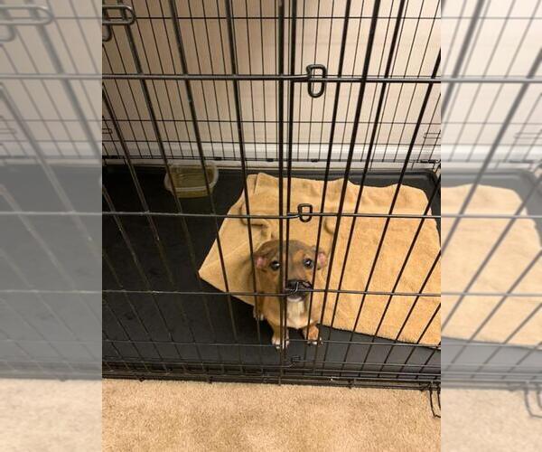 Medium Photo #1 Mutt Puppy For Sale in PHENIX CITY, AL, USA