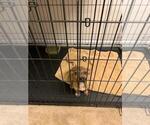 Small Photo #1 Mutt Puppy For Sale in PHENIX CITY, AL, USA