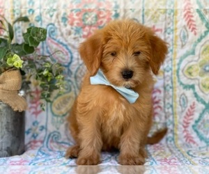 Double Doodle Puppy for sale in LANCASTER, PA, USA