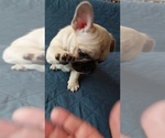 Small Photo #37 French Bulldog Puppy For Sale in MANHATTAN, NY, USA