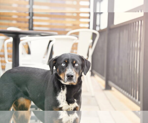 Medium Photo #9 Mutt Puppy For Sale in Sandy, UT, USA
