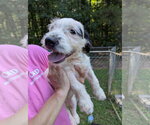 Small #2 Basset Hound Mix