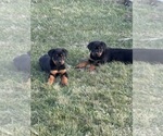 Puppy 1 Rottweiler