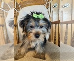 Small Photo #9 Yorkshire Terrier Puppy For Sale in LANCASTER, MO, USA