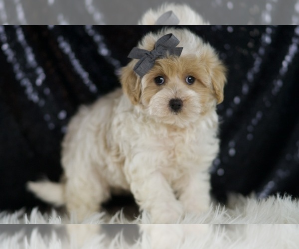 Medium Photo #3 Maltipoo (Miniature) Puppy For Sale in WARSAW, IN, USA