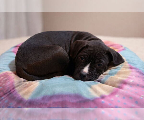 Medium Photo #5 Boxer Puppy For Sale in Brights Grove, Ontario, Canada